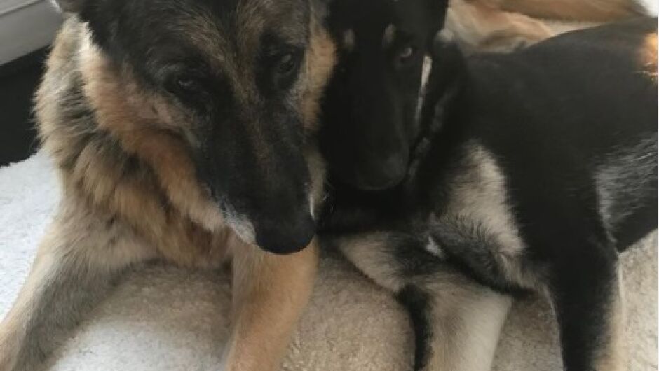 Мейджър и Чемп са новите кучета в Белия дом (ВИДЕО)