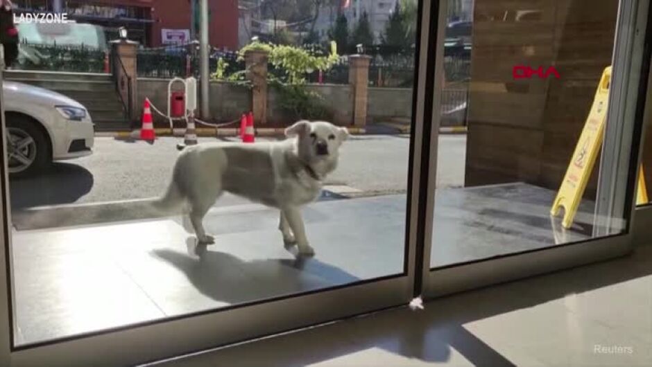 Куче чака стопанина си цяла седмица пред болницата. Вижте радостта му, когато се срещат (ВИДЕО)
