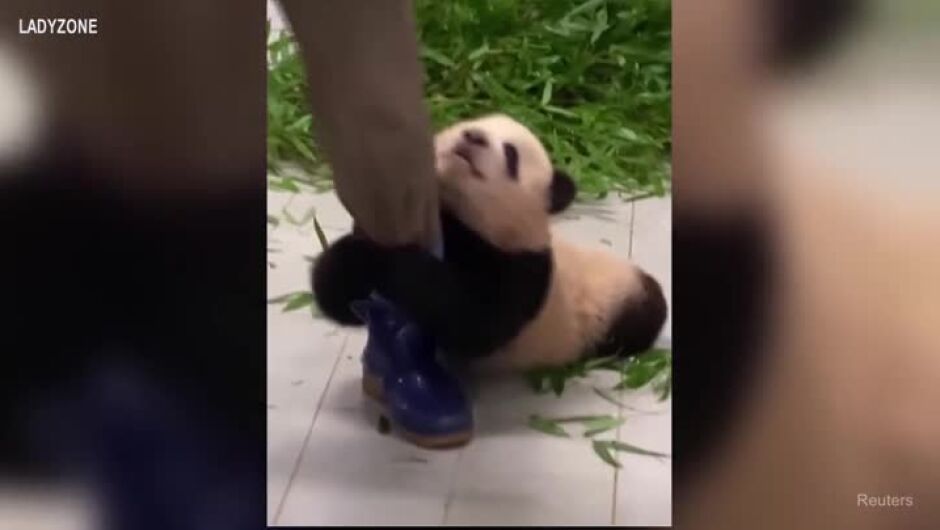 Вижте бебето панда, което не се откъсва от хората, които се грижат за него (ВИДЕО)