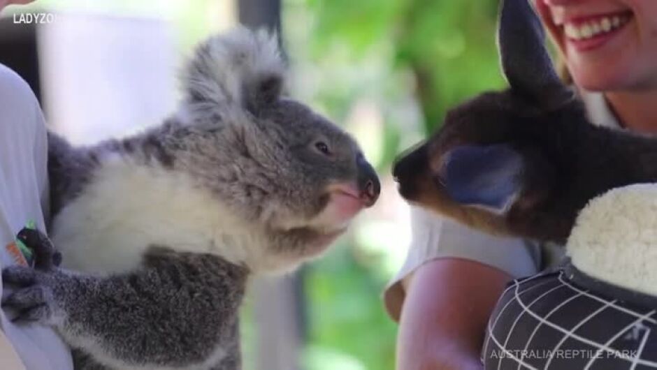 Необичайно приятелство: Коалата Аш и кенгуруто Франки са неразделни (ВИДЕО)