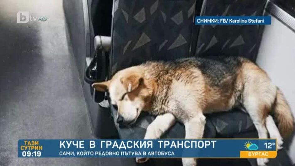 Кучето Сами, което пътуваше само в автобусите, си намери дом (ВИДЕО) 