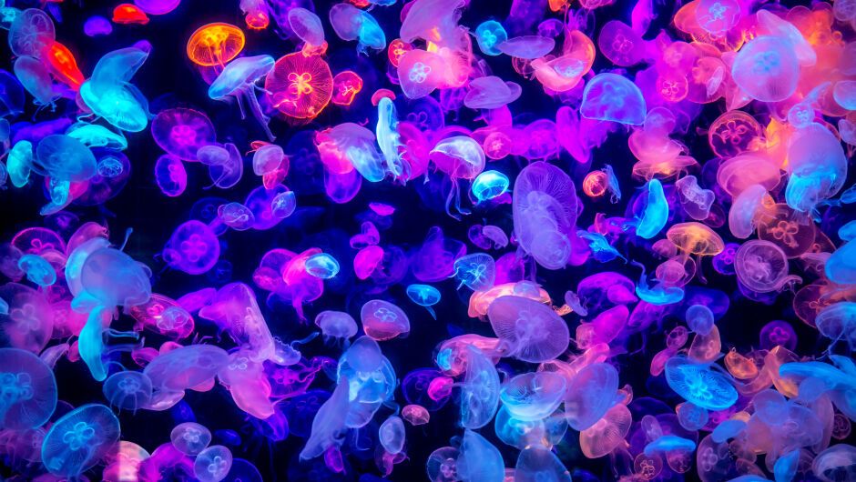 10 изненадващи факта за медузите (ВИДЕО)
