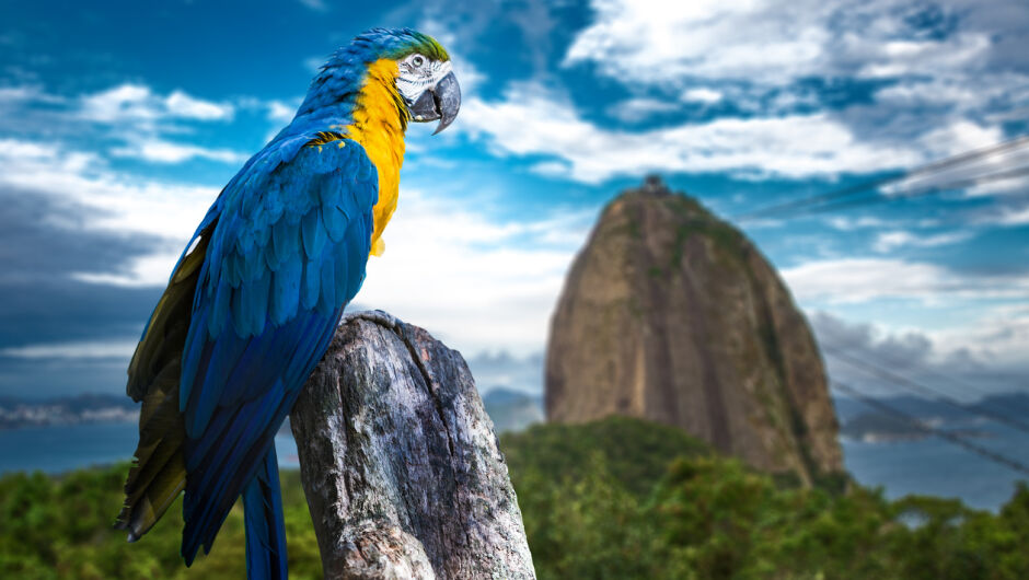 10 забавни факта за папагалите (ВИДЕО)