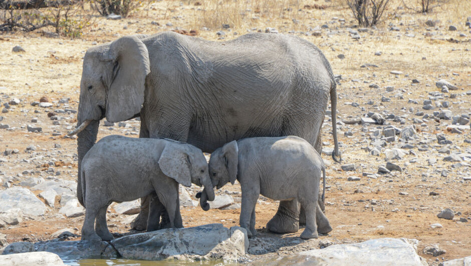 Изключително редки слончета близнаци бяха забелязани в Шри Ланка (ВИДЕО)