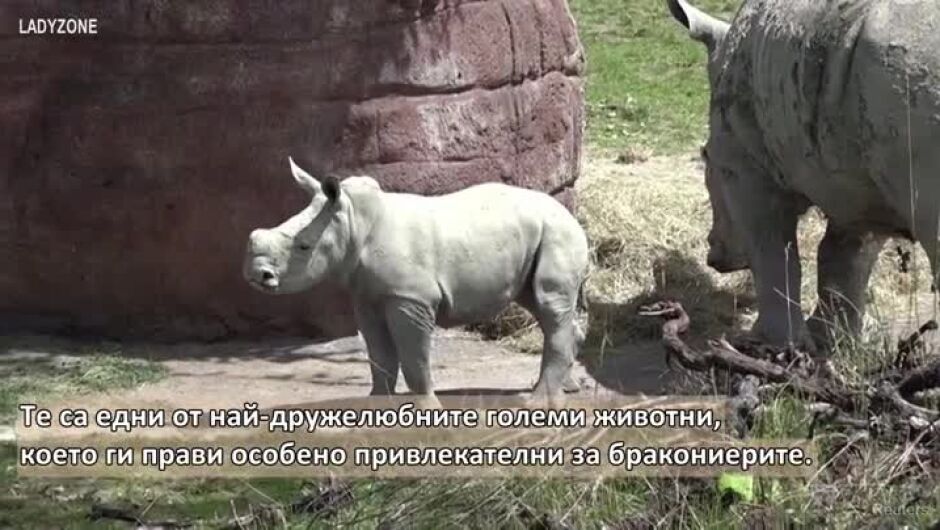 Вижте как белият носорог Ушинди се разхожда с майка си в зоопарка в Цюрих (ВИДЕО)