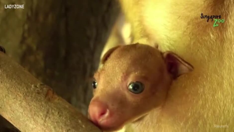 Рядък вид бебе кенгуру показа глава от торбата на майка си (ВИДЕО)