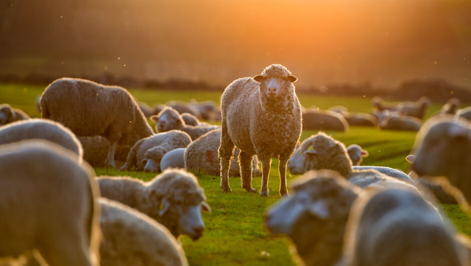 Първата жена овчар в Полша може да стриже овце и да приготвя специално опушено овче сирене