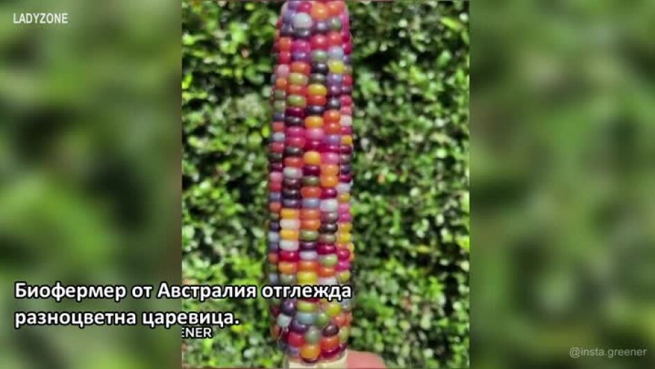 Био царевица с разноцветни зърна стана хит в Инстаграм (ВИДЕО)