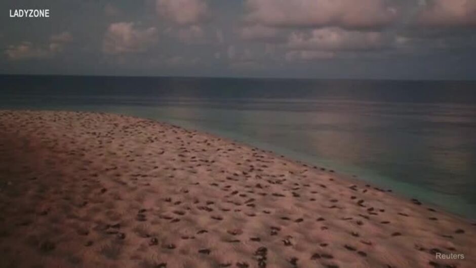 Силата на природата: дрон заснел десетки хиляди морски костенурки до Големия бариерен риф