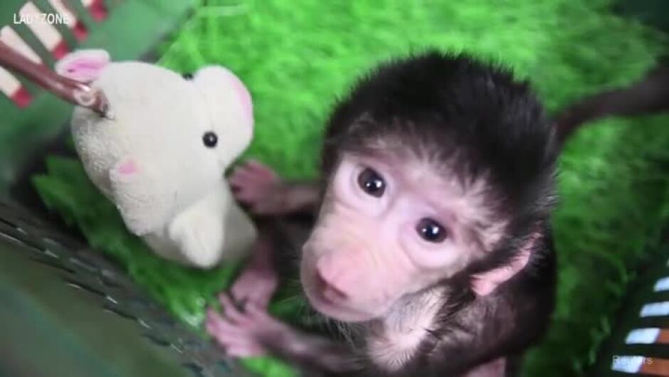 Сладко бебе маймунче, изоставено от майка си - Кики е само на 12 дни (ВИДЕО)