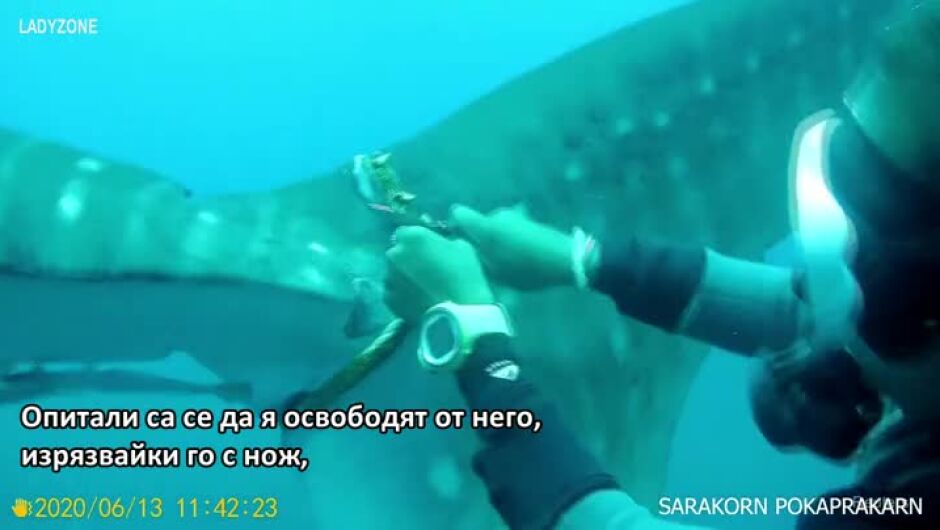 Гмуркачи опитаха да спасят китова акула, но вместо това я раниха (ВИДЕО)