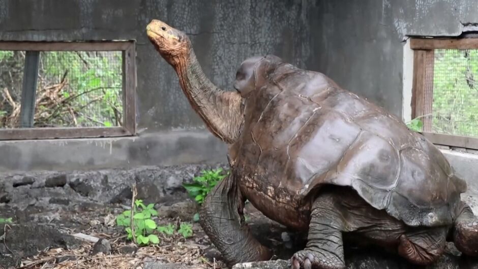 Вижте пътешествието на Диего - 100-годишната костенурка с 800 деца (ВИДЕО)