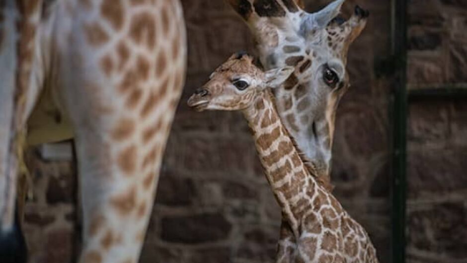 Как се ражда едно жирафче (ВИДЕО)