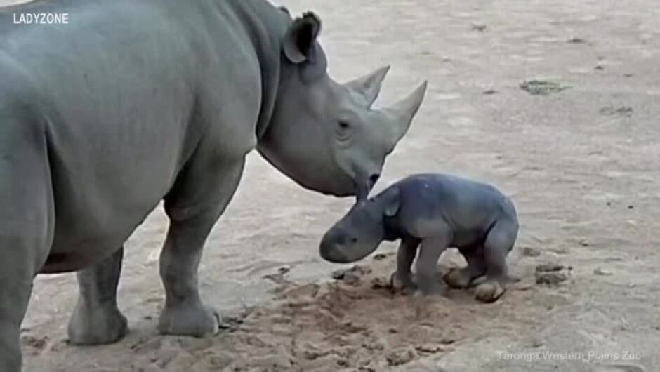 Вижте първите стъпки на бебе носорог, което остана без баща си