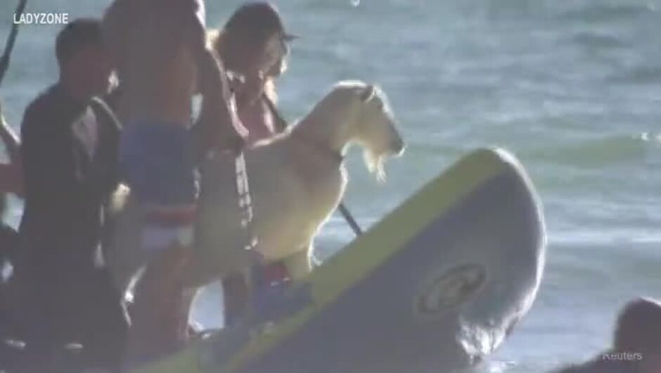 Вижте козата, която учи деца да карат сърф (ВИДЕО)