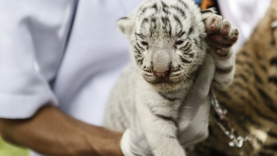 Зоопарк в Чили се сдоби с тигърчета тризнаци (ВИДЕО)