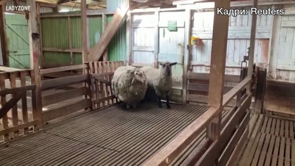 Oвца, изгубена в продължение на 7 години, спечели 7700 долара (ВИДЕО)