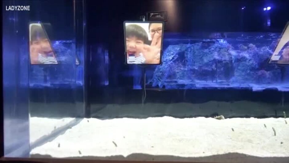 Видеосрещи спасяват самотни змиорки в японски аквариум (ВИДЕО)