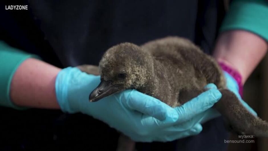 Пингвинчета Хумболт се родиха в лондонски зоопарк! Вижте първите им стъпки (ВИДЕО)