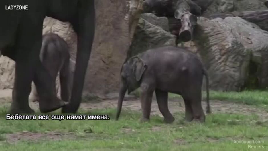 Бебета слончета се разхождат в зоопарка в Прага (ВИДЕО)