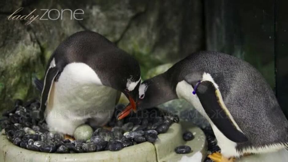 Два мъжки пингвина осиновиха яйце (ВИДЕО)