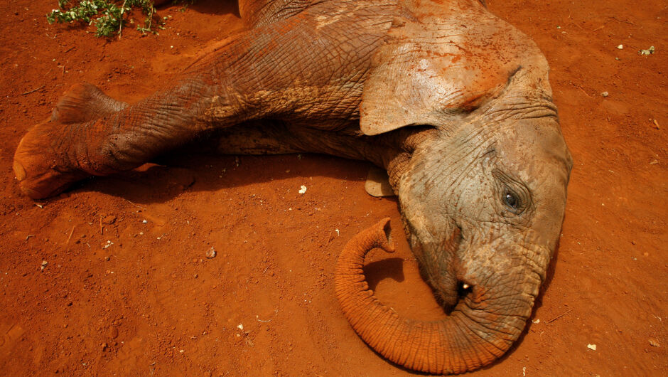 Сушата е убила над 200 кенийски слона за 10 месеца (ВИДЕО)