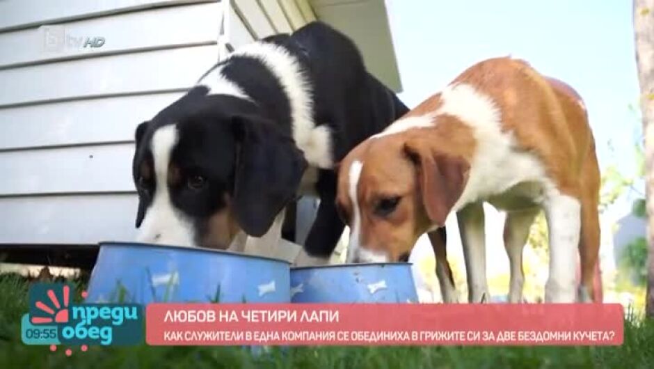 Трудно е да не се разплачеш! Две кученца, изхвърлени на улицата, стават талисмани на фирма (ВИДЕО)