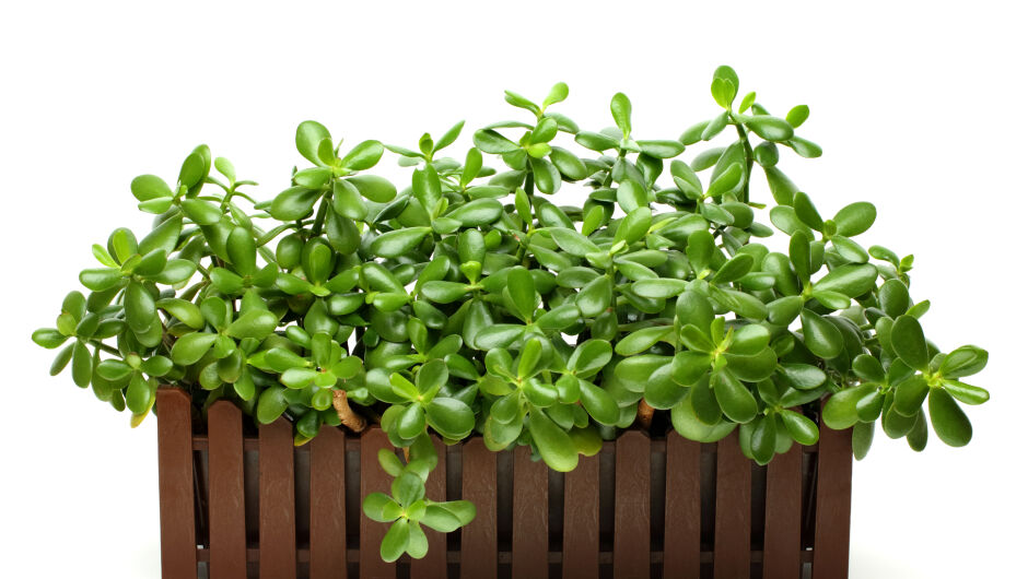 5 стайни растения за пречистване на въздуха от вредните химикали 