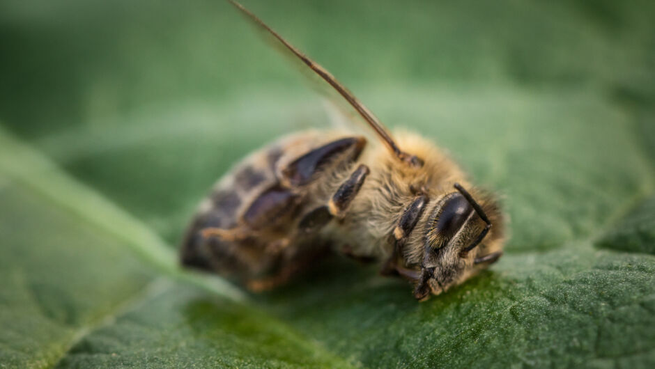 Пчелар от Калифорния: пчелите умират, има начин да ги спасим (ВИДЕО)