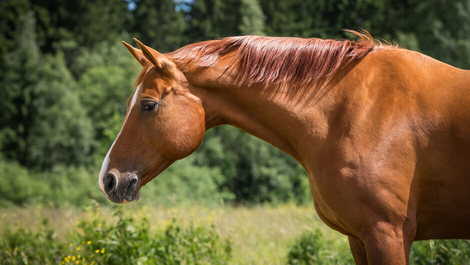 Защо са останали само 180 коня в света от породата Донски кон (ВИДЕО)
