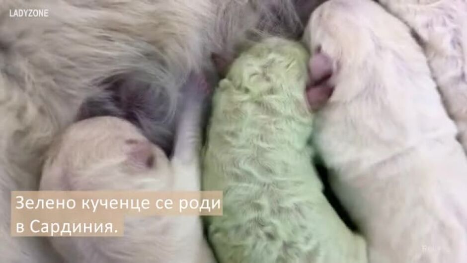 Уникално зелено кученце се роди в Сардиния! Познайте как го кръстиха? (ВИДЕО)