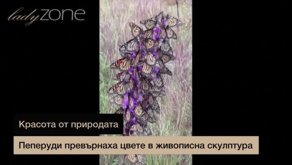 Пеперуди превърнаха цвете в живописна скулптура (ВИДЕО)