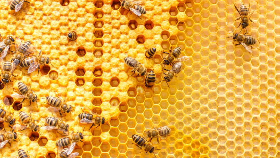 Мед без пчели стана хит в Англия и Швейцария