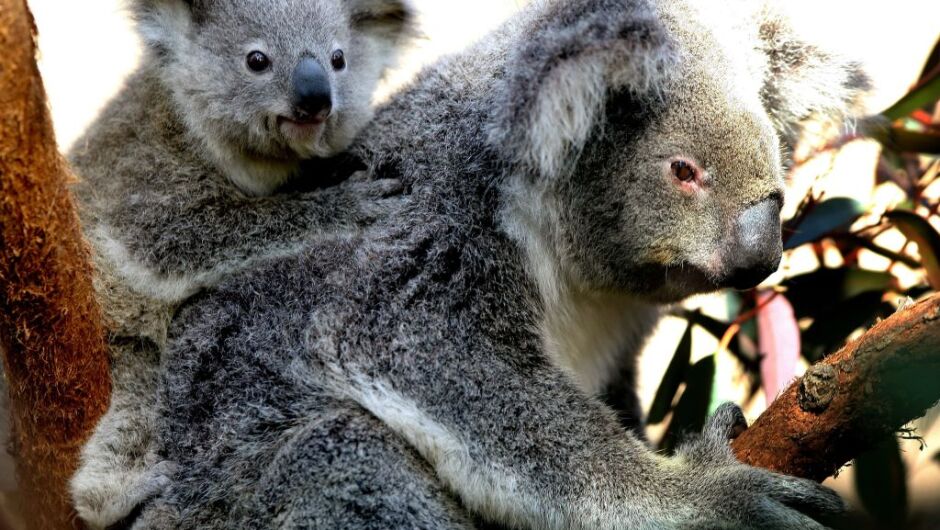 Защо коалите са смятани за супер майки? (ВИДЕО)