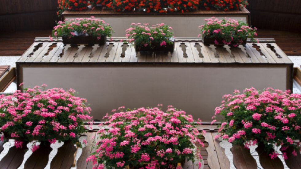Цветните красавици на балкона