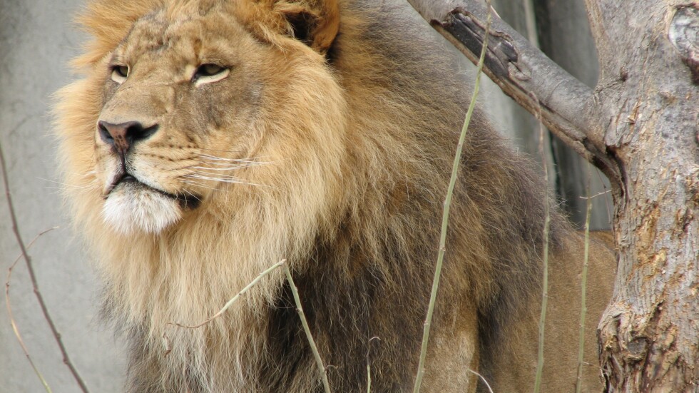 Бракониери убиха лъва Джерико, брат на лъва Сесил
