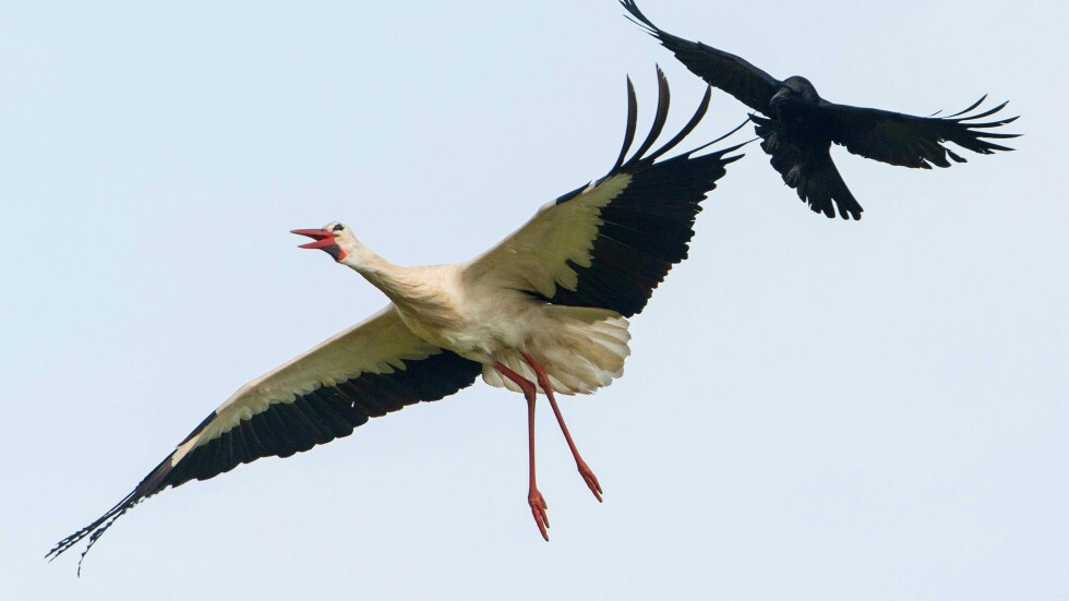  Пролетта доближава: Бургас посрещна първите си щъркели 