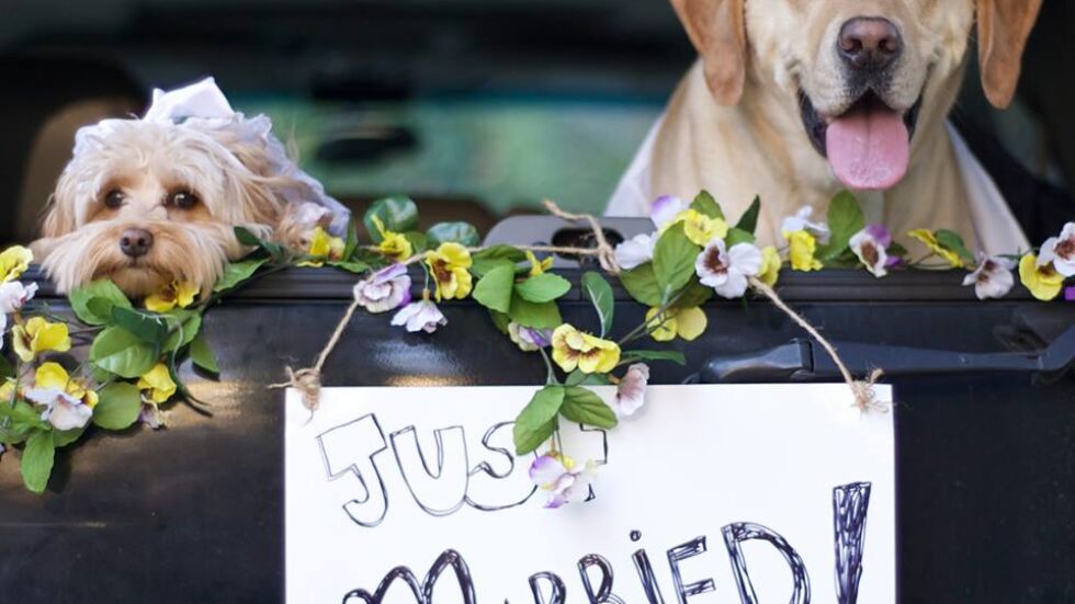 Сватбеното тържество на най-сладката кучешка двойка