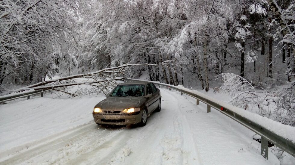 Сняг, паднали дървета и остри завои на пътя до село Белчин (СНИМКИ)