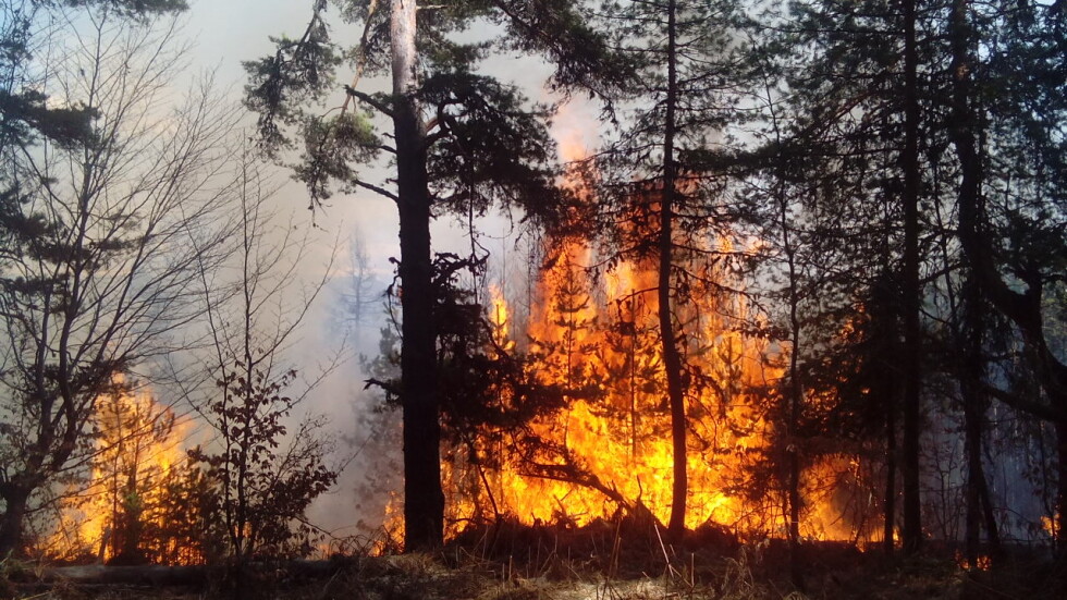 Голям пожар, пламнал в Македония, обхвана борова гора в Струмяни