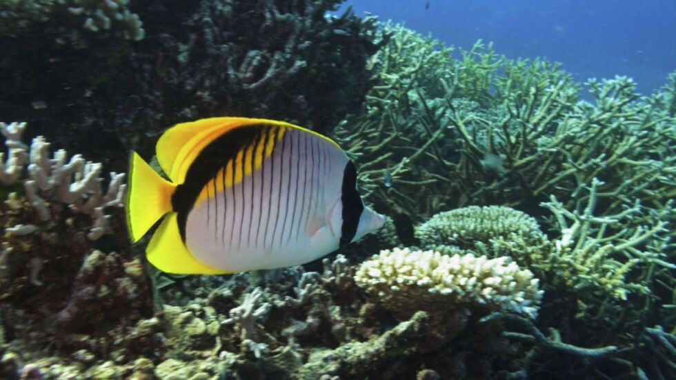 Учени замразиха корали от Големия бариерен риф