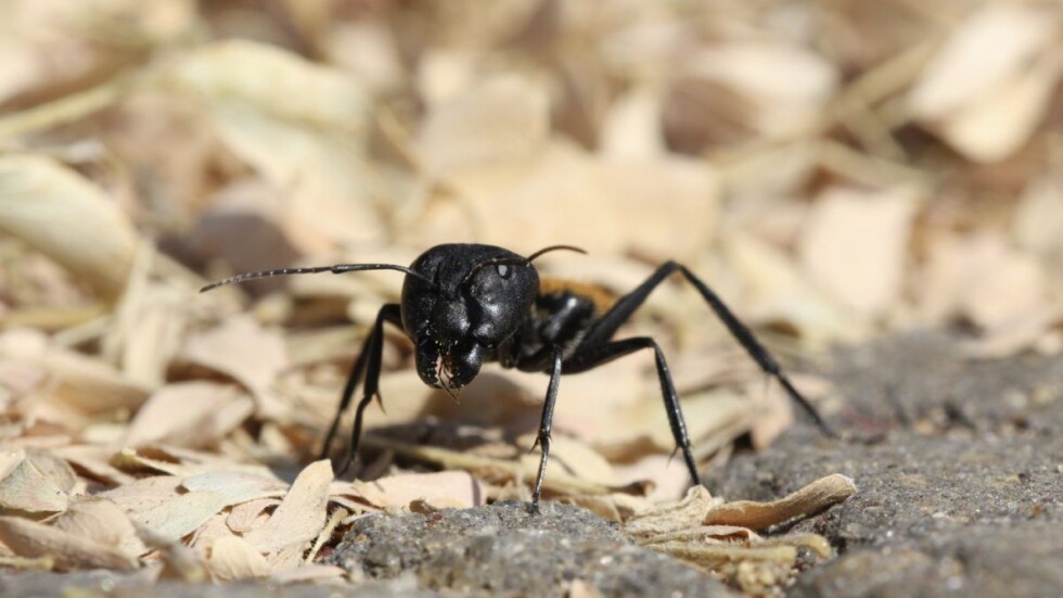 Учени вързали мравки, за да ги обръснат 