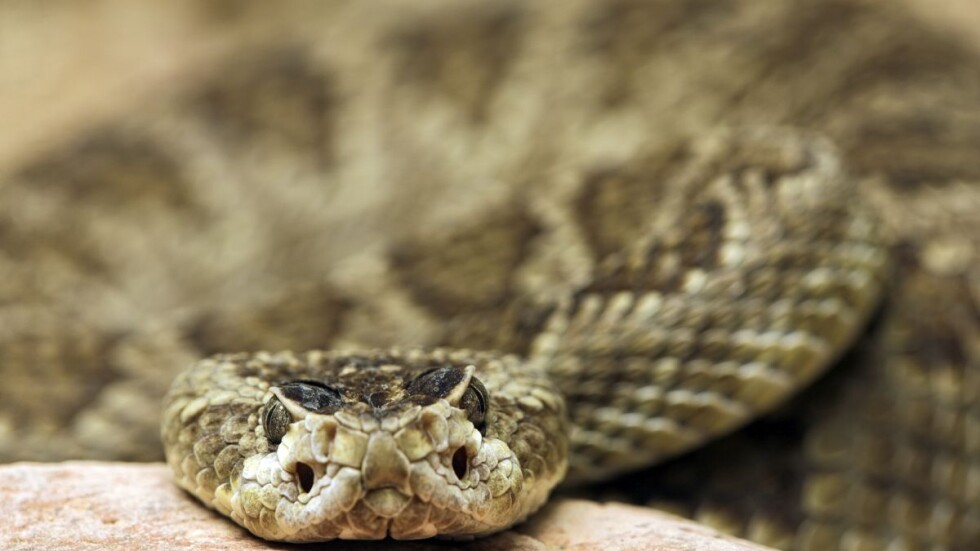 Нов продукт увеличава шансовете за оцеляване след ухапване от змия