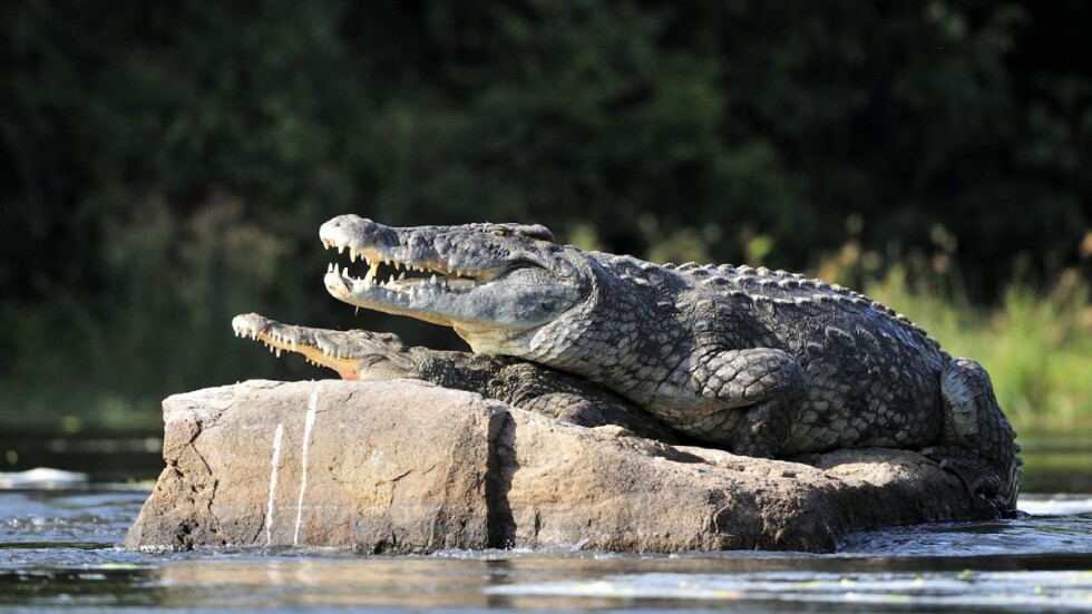Тийнейджър е ухапан от крокодил, докато се евакуира