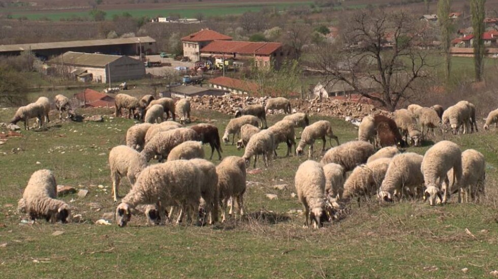 След напрежението в Ямболско, евтаназията на животни продължава (ОБЗОР)