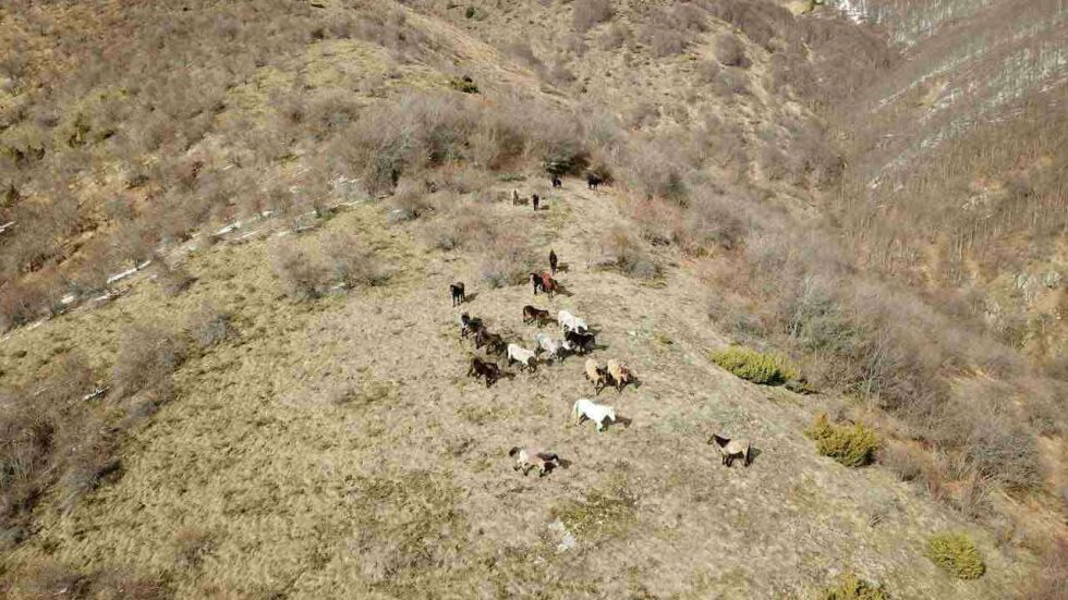 Откриха още от конете на Петър Пищалов в Осоговската планина