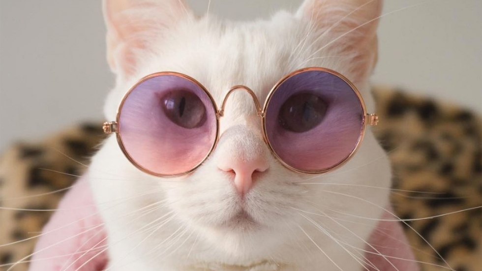Заппа – котката, която има повече дрехи в гардероба си, отколкото ти имаш
