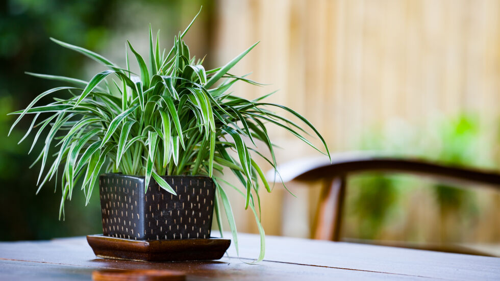 7 растения, които имат доказана полза за дома ви, и които със сигурност няма да убиете