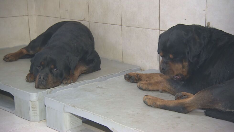 Прокуратурата иска постоянен арест за собственичката на кучетата, нахапали деца 