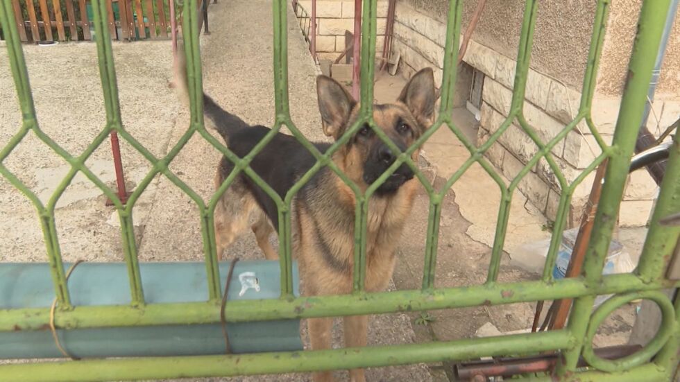 Домашно куче нахапа дете пред очите на стопанката си във Враца